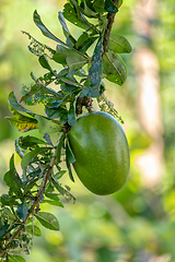 Image showing Calabash Tree, Crescentia cujete, Nicoya peninsula, Costa Ric