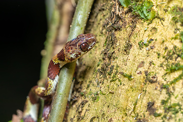 Image showing small nocturnal Ringed Snail-Eater, Tortuguero, Costa Rica wildlife