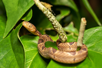 Image showing Small-spotted Cat-eyed Snake, Leptodeira polysticta, Tortuguero, Costa Rica