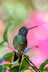 Image showing violet-headed hummingbird (Klais guimeti), San Gerardo de Dota, Costa Rica.