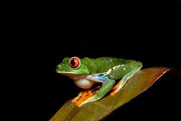 Image showing Red-eyed tree frog, Agalychnis callidryas, Cano Negro, Costa Rica wildlife