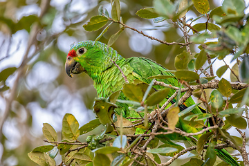 Image showing Red-lored amazon or red-lored parrot, Curubande, Costa Rica