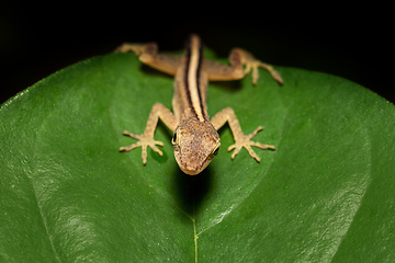 Image showing Anolis Limifrons, Cano Negro, Costa Rica