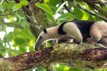 Image showing Northern tamandua, Tortuguero Cero, Costa Rica wildlife