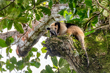 Image showing Northern tamandua, Tortuguero Cero, Costa Rica wildlife