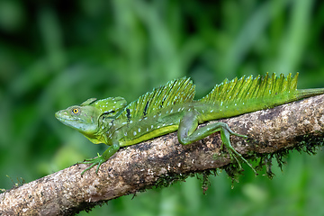 Image showing Plumed green basilisk, Basiliscus plumifrons, Cano Negro, Costa Rica wildlife