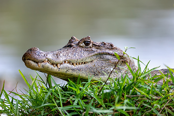 Image showing Spectacled caiman, Caiman crocodilus Cano Negro, Costa Rica.