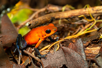 Image showing Strawberry poison-dart frog, La Fortuna Costa Rica