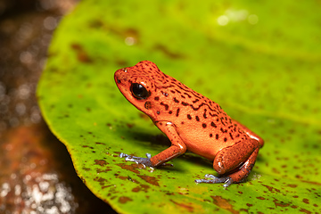 Image showing Strawberry poison-dart frog, La Fortuna Costa Rica