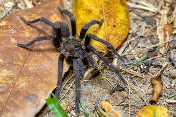 Image showing Tarantula, Sericopelma melanotarsum, Curubande de Liberia, Costa Rica wildlife