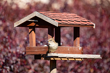 Image showing female of house sparrow, Passer domesticus, in simple bird feeder