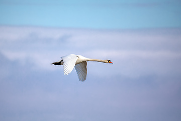 Image showing young Mute Swan, Cygnus Olor, In Flight