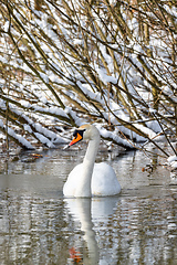 Image showing Wild bird mute swan in winter on pond