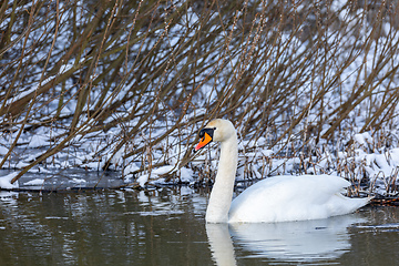 Image showing Wild bird mute swan in winter on pond