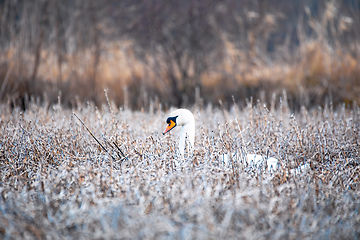 Image showing Wild bird mute swan in winter on pond