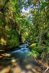 Image showing wild mountain river Rio Savegre. San Gerardo de Dota, Costa Rica.