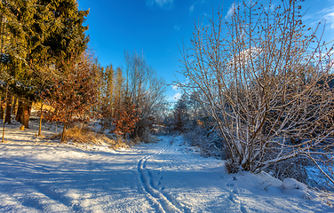 Image showing forest landscape with rural path