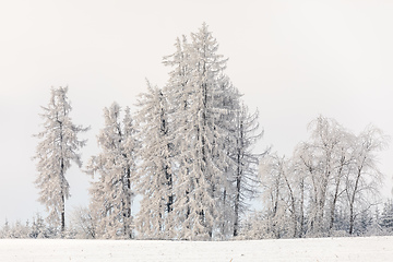 Image showing Spruce tree covered by white snow Czech Republic, Vysocina region highland