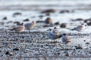 Image showing Tarcoles beach with water birds Franklins gull, Costa Rica