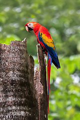 Image showing Scarlet macaw, Ara macao, Quepos Costa Rica.