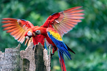 Image showing Scarlet macaw, Ara macao, Quepos Costa Rica.