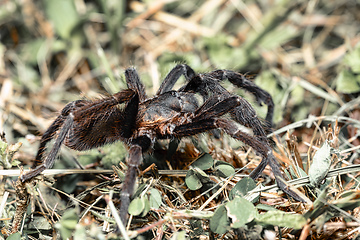 Image showing Tarantula (Sericopelma melanotarsum) Curubande de Liberia, Costa Rica wildlife