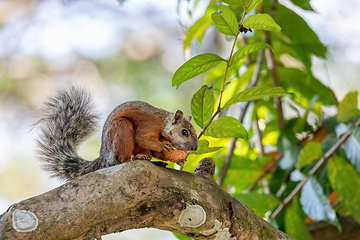 Image showing Variegated squirrel, Sciurus variegatoides