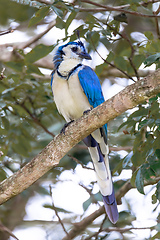 Image showing White-throated magpie-jay (Calocitta formosa)