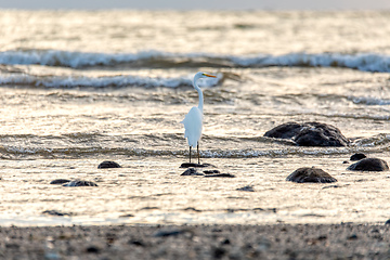 Image showing Tarcoles beach with water bird great egret, Ardea alba, Costa Rica