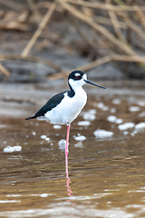 Image showing The black-necked stilt, Costa Rica