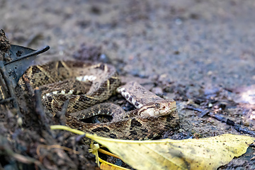 Image showing Terciopelo, Bothrops asper, Carara, Costa Rica wildlife.