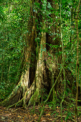 Image showing Dense Tropical Rain Forest, Manuel Antonio Costa Rica