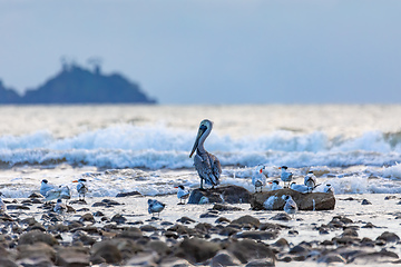 Image showing Tarcoles beach with water birds, Costa Rica