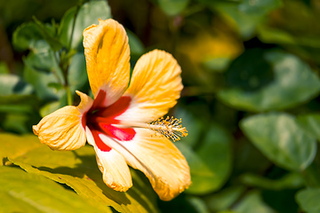 Image showing yellow Hibiscus flower, Costa Rica nature