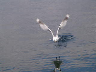 Image showing Seagul