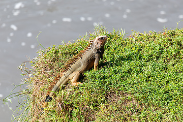 Image showing Green iguana, Iguana iguana, river Rio Tarcoles, Costa Rica wildlife