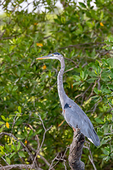 Image showing Great blue heron, Ardea herodias, River Rio Tenorio, Costa Rica