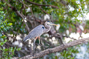 Image showing Great blue heron, Ardea herodias, River Rio Tenorio, Costa Rica