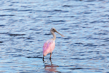 Image showing Spoonbill, Platalea ajaja, Tarcoles, Costa Rica