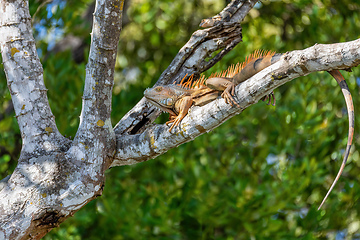 Image showing Green iguana, Iguana iguana, River Rio Tenorio, Costa Rica wildlife