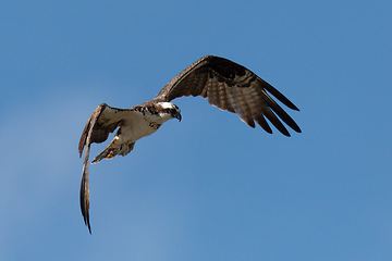 Image showing Osprey flying above the River Rio Bebeder in Costa Rica