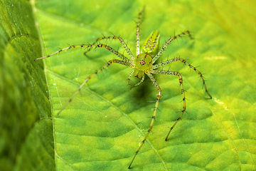 Image showing Peucetia viridans, the Green Lynx Spider, Tarcoles, Costa Rica