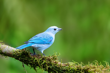 Image showing Blue-gray tanager, Thraupis episcopus, Costa Rica