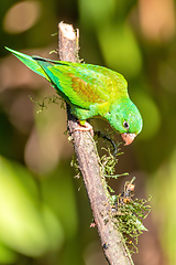 Image showing Small green parrot Brotogeris jugularis, tirika tovi, Costa Rica.