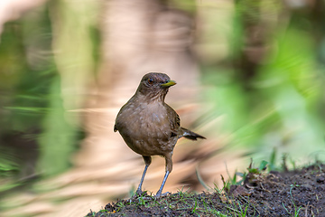 Image showing bird Clay-colored Thrush, birdwatching in Costa Rica.