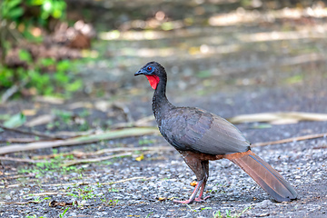 Image showing Crested Guan (Penelope purpurascens) in rainforest, Costa Rica