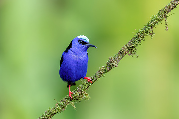 Image showing Red-legged honeycreeper, Cyanerpes cyaneus, La Fortuna, Costa Rica