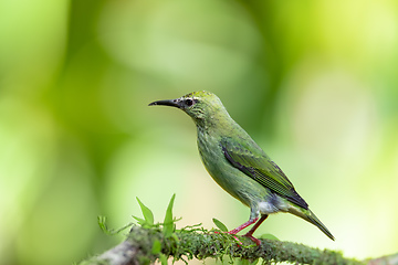 Image showing Red-legged honeycreeper female, La Fortuna, Costa Rica