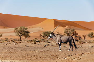 Image showing Dead Vlei landscape in Sossusvlei, Namibia Africa