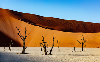 Image showing Dead Vlei landscape in Sossusvlei, Namibia